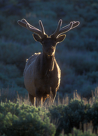 elk-4448-f