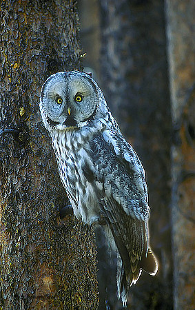 OWL-080-k