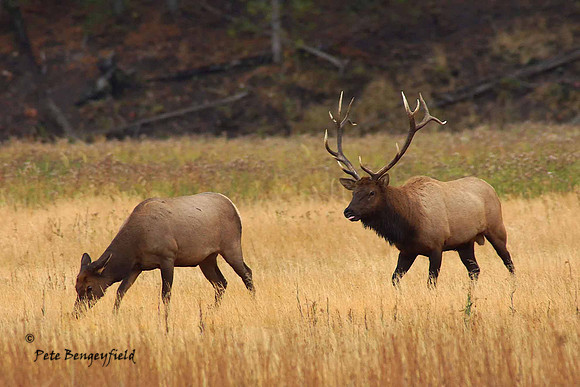 elk-4908-d