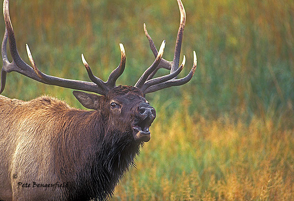 elk-3411-f