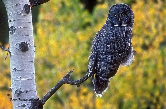 owl-163-k