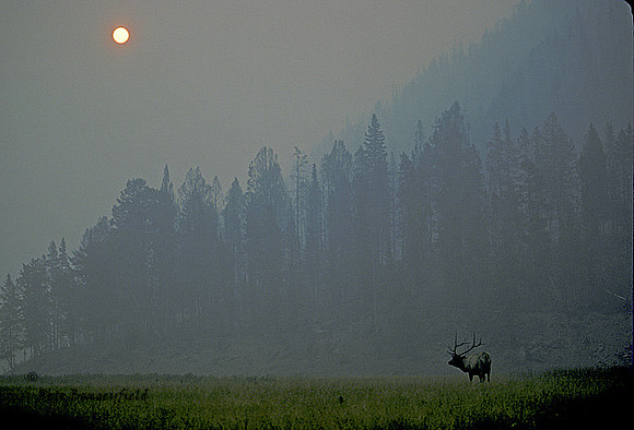 elk-2025-k
