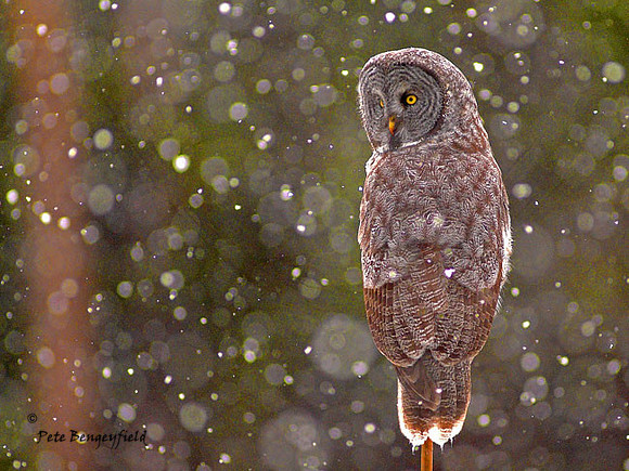 owl-465