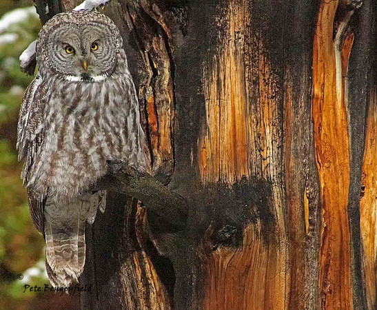 owl-523-d