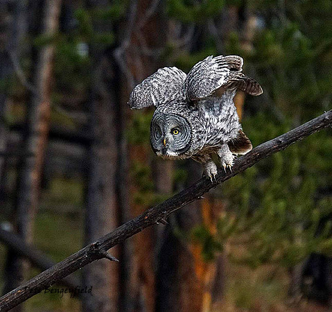 owl-534-d