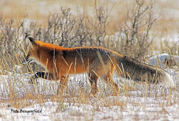 fox-499-d