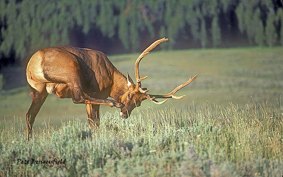 elk-0036-K