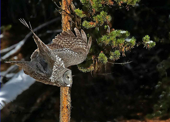 owl-526-d