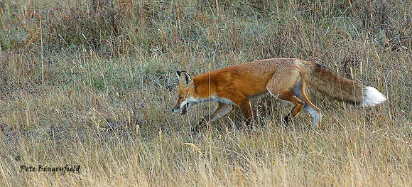 fox-496-d