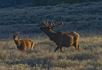 elk-4854-d