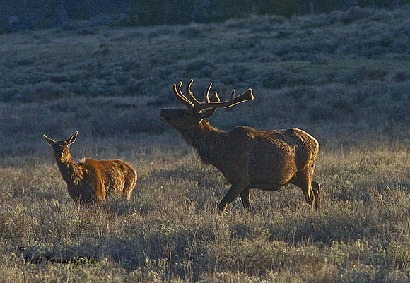elk-4854-d