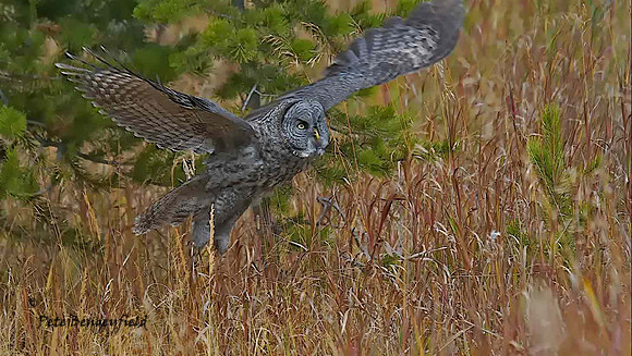 owl-518-d
