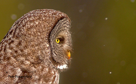 owl-463