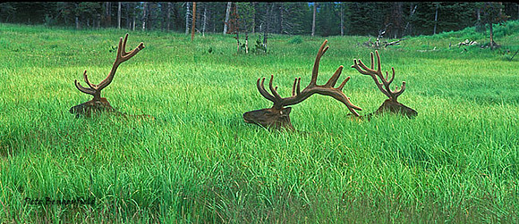 elk-3234-f