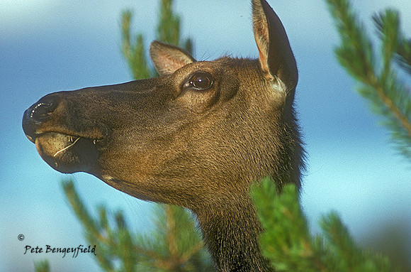 elk-1013-K