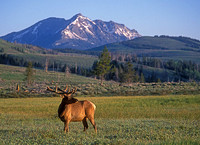ELK-4118-f