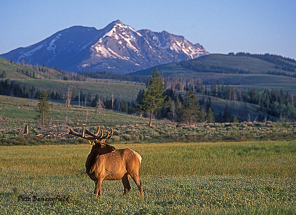ELK-4118-f