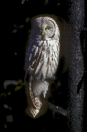 OWL-096-k
