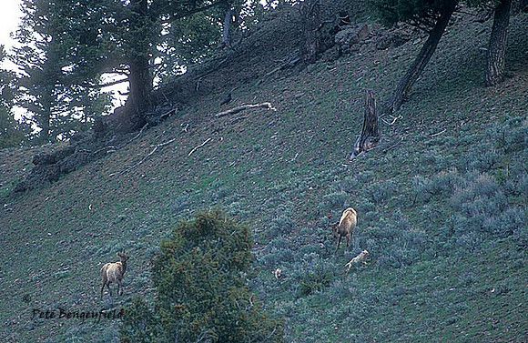 elk-3073-f