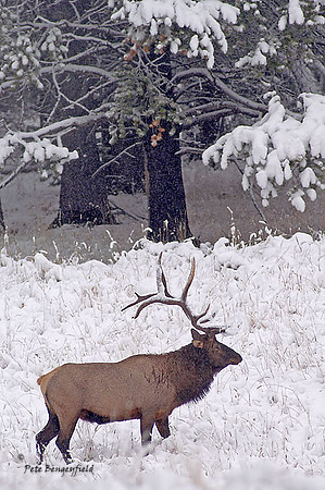elk-4732