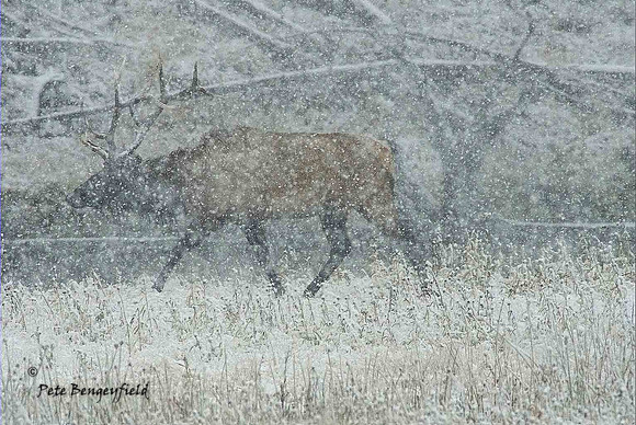 elk-4931-d