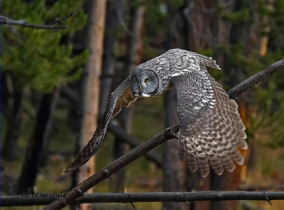 owl-535-d