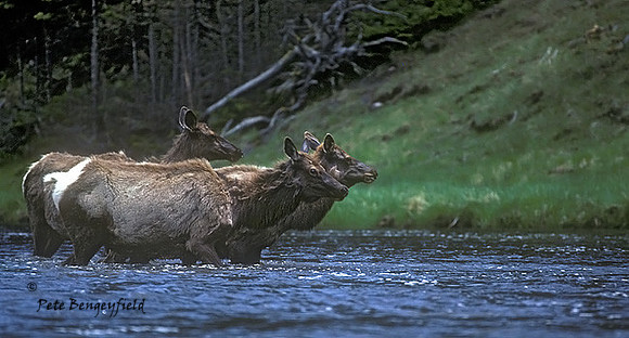 elk-0319-K