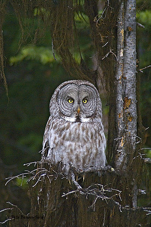 owl-479-d