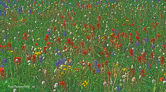 flo-004-f