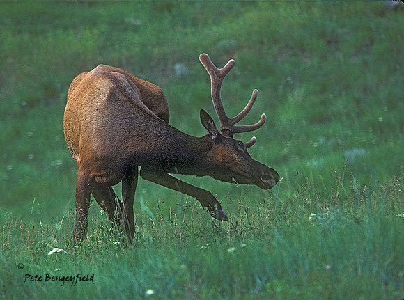 elk-0051-K
