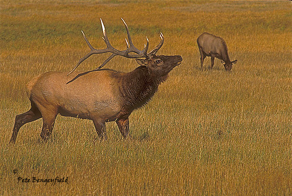 elk-2382-f