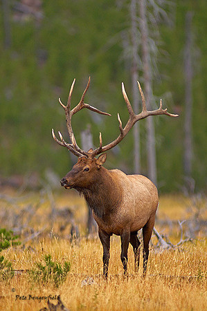 ELK-4595