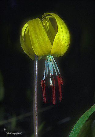 yel-001-k
