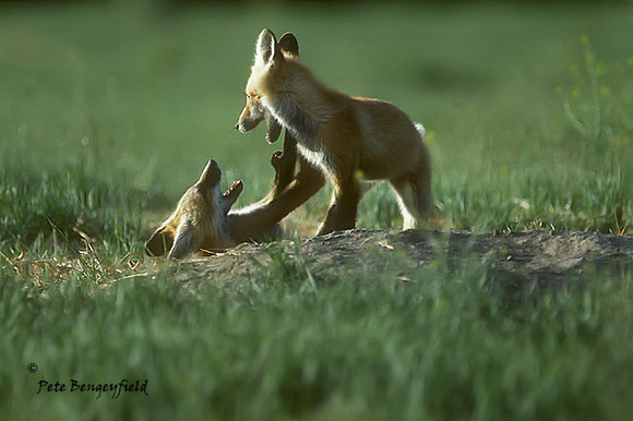 fox-090-k