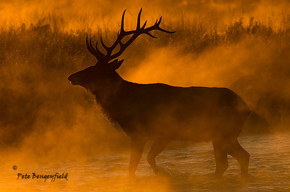 elk-4873-d