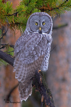 owl-456