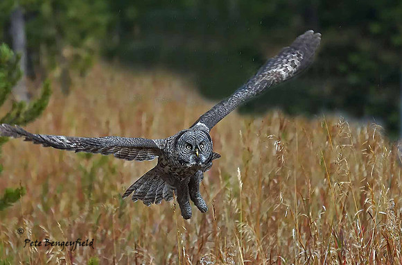 owl-520-d