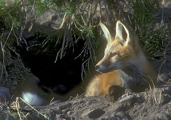 fox-257-k