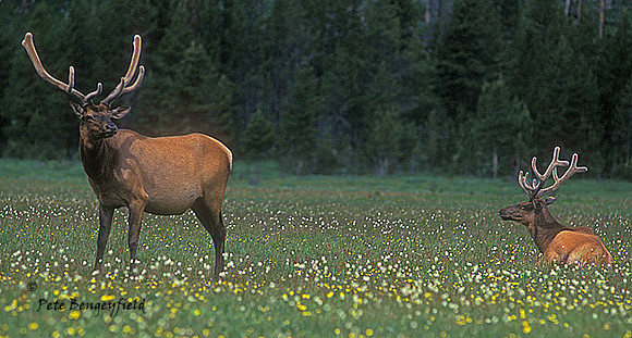 elk-3220-f
