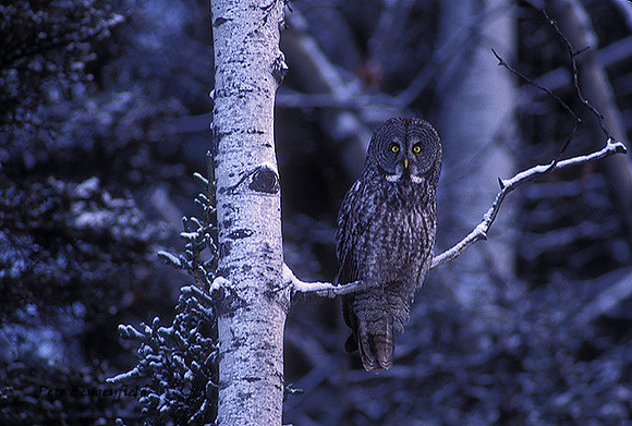 owl-144-f