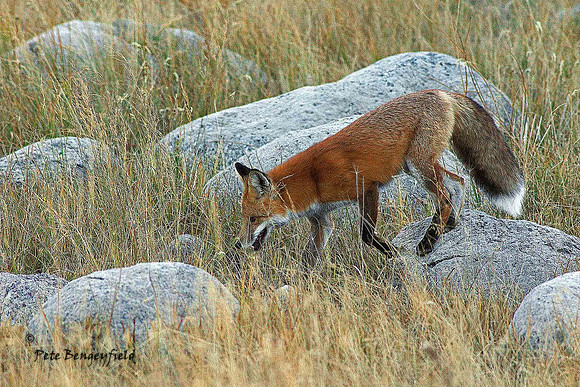 fox-495-d
