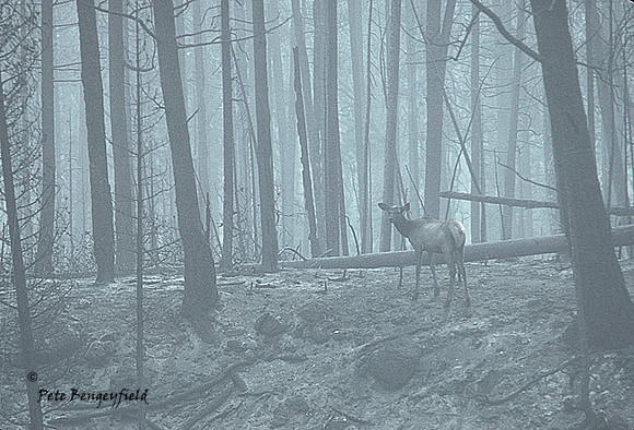 elk-1195-k