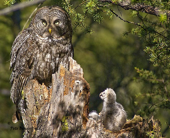 owl-486-d