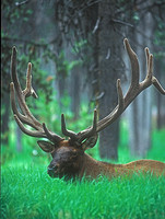 elk-4261-f