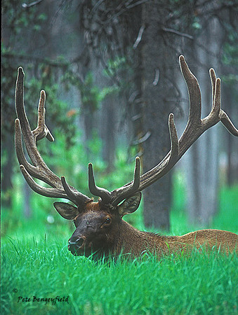 elk-4261-f