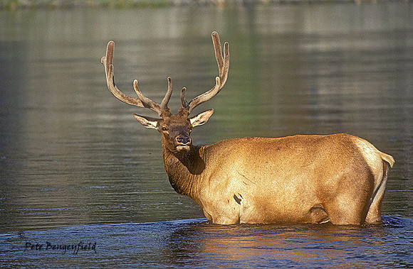 elk-0339-K