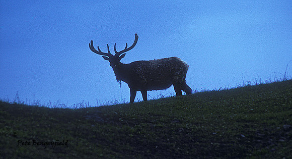 elk-1488-K