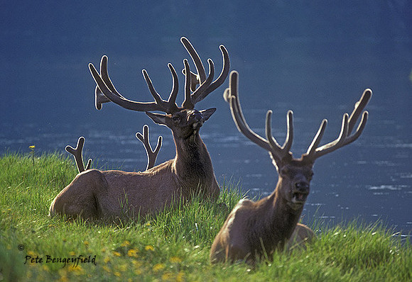 elk-0335-K