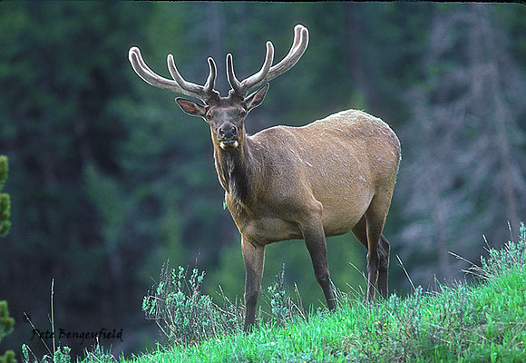 elk-725-k