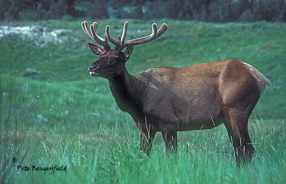 elk-0050-K
